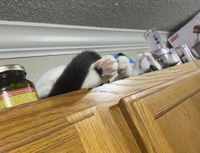 15 gatinhos que são mestres na arte de fazer caretas bizarras 10