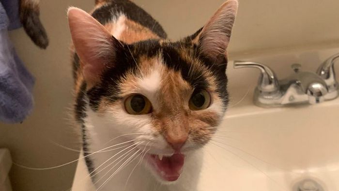 15 gatinhos que são mestres na arte de fazer caretas bizarras 11