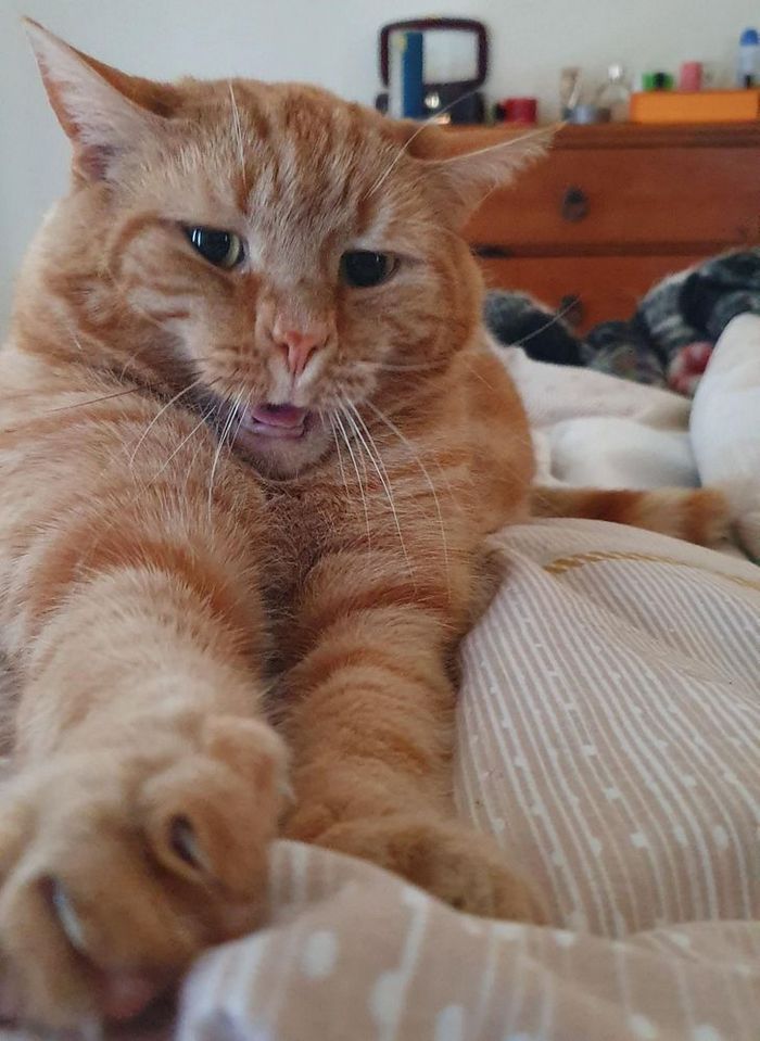 15 gatinhos que são mestres na arte de fazer caretas bizarras 15