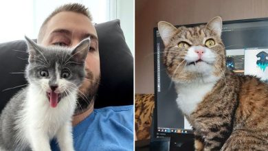 15 gatinhos que são mestres na arte de fazer caretas bizarras 36