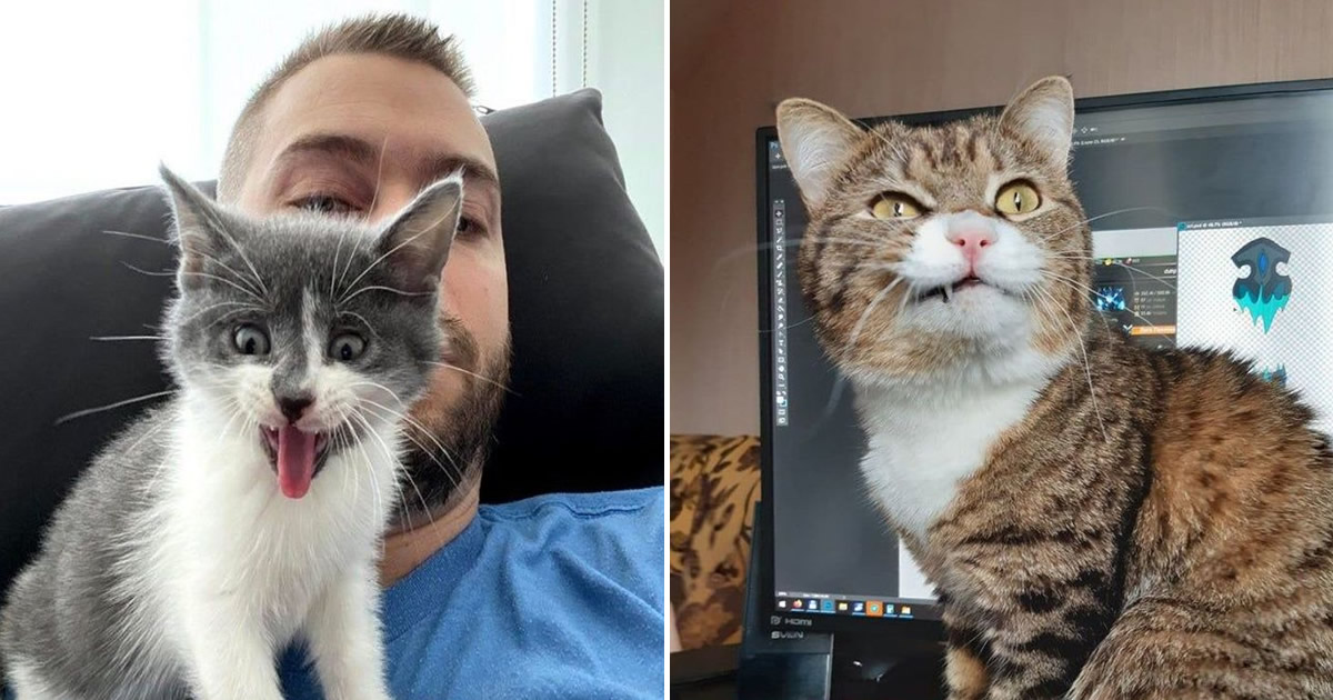 15 gatinhos que são mestres na arte de fazer caretas bizarras