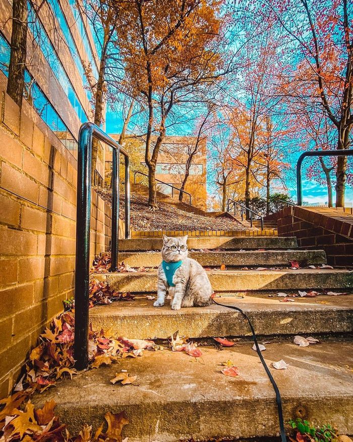 O gatinho abandonado que virou influencer de moda após ganhar um lar 4