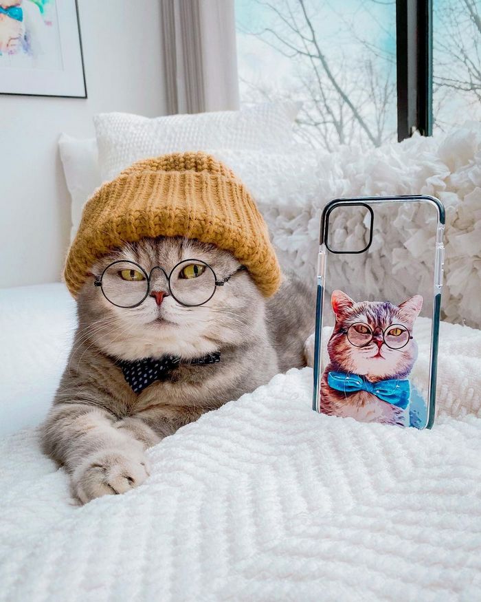 O gatinho abandonado que virou influencer de moda após ganhar um lar 6