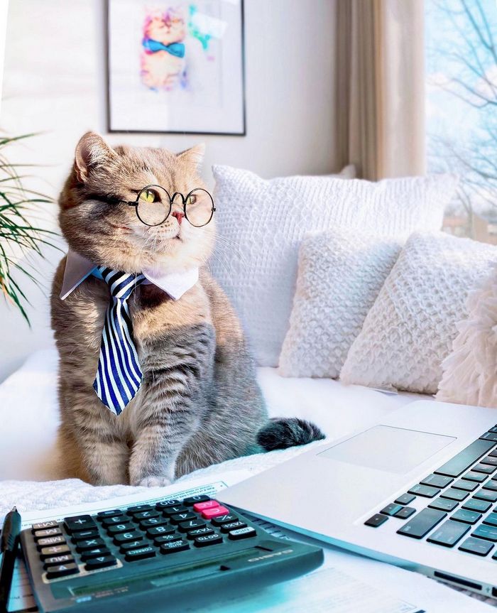 O gatinho abandonado que virou influencer de moda após ganhar um lar 7