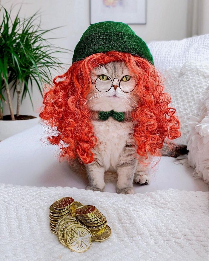 O gatinho abandonado que virou influencer de moda após ganhar um lar 8