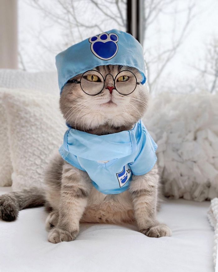 O gatinho abandonado que virou influencer de moda após ganhar um lar 9