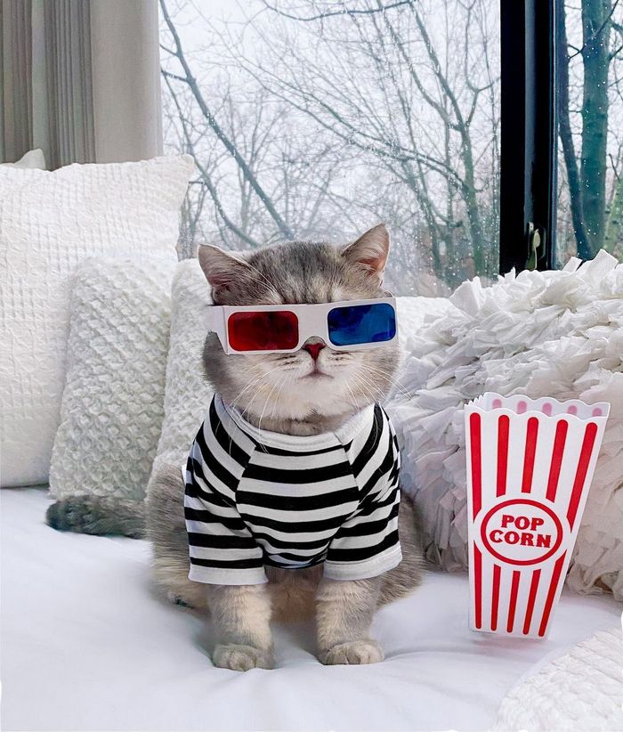 O gatinho abandonado que virou influencer de moda após ganhar um lar 10