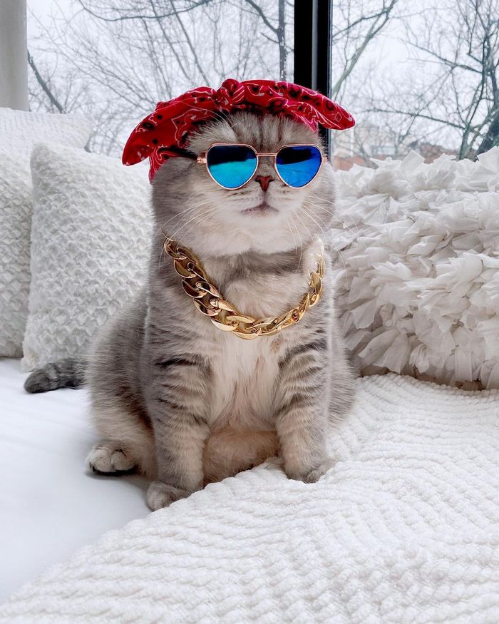 O gatinho abandonado que virou influencer de moda após ganhar um lar 11