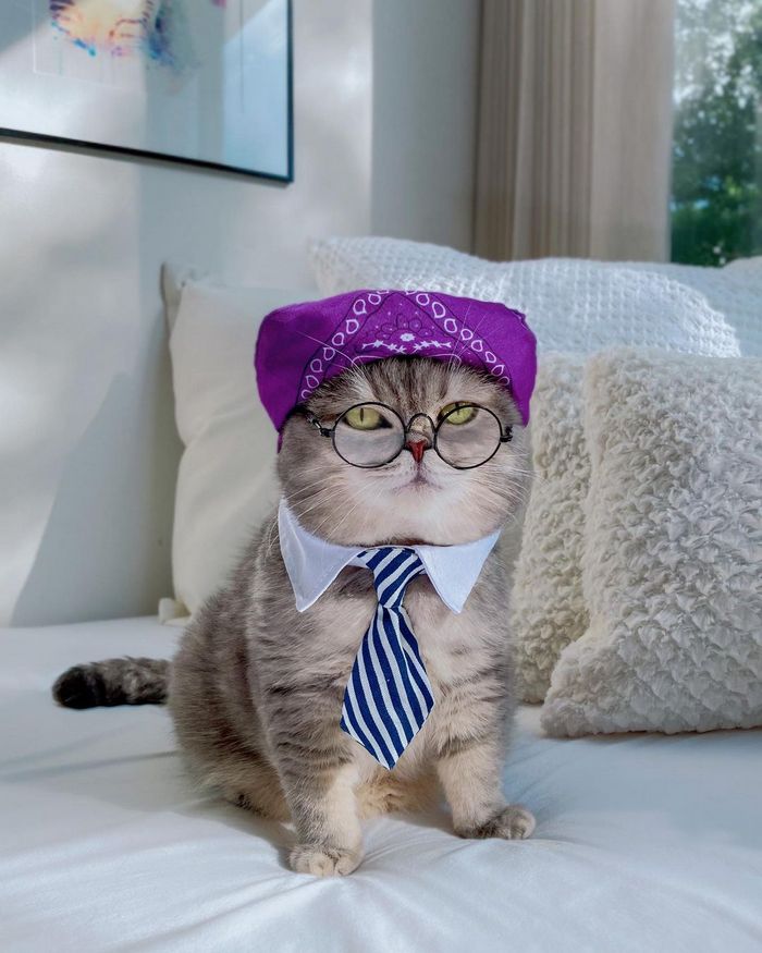 O gatinho abandonado que virou influencer de moda após ganhar um lar 18