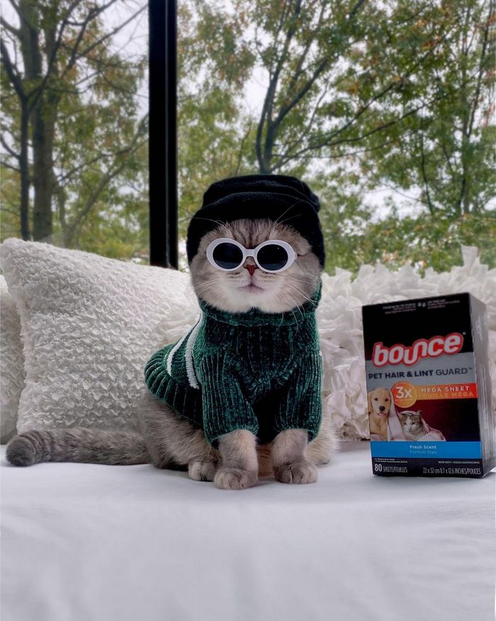 O gatinho abandonado que virou influencer de moda após ganhar um lar 19