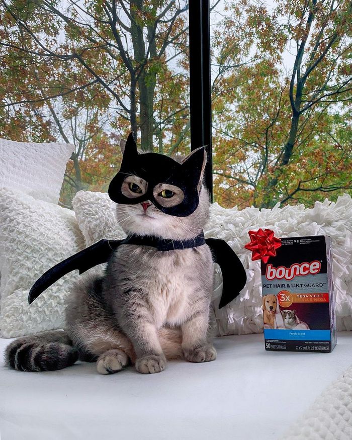 O gatinho abandonado que virou influencer de moda após ganhar um lar 20