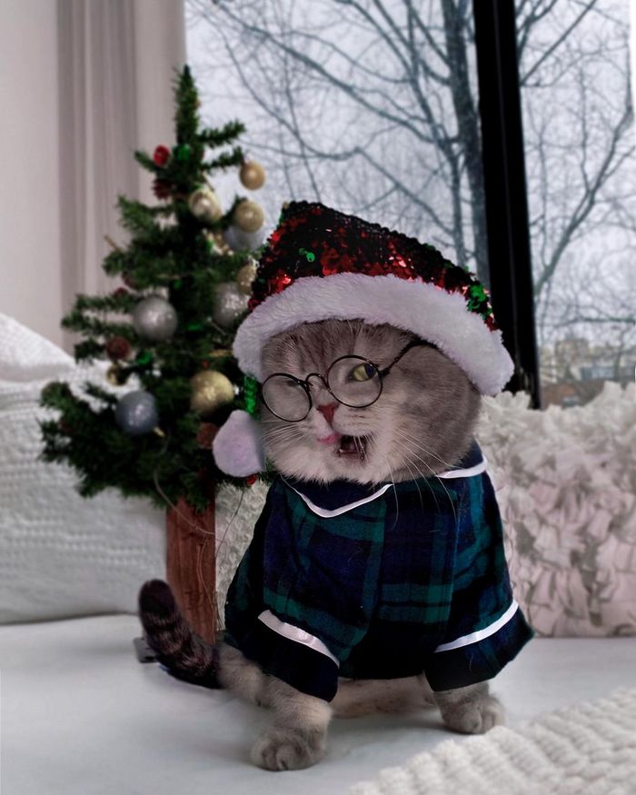 O gatinho abandonado que virou influencer de moda após ganhar um lar 21