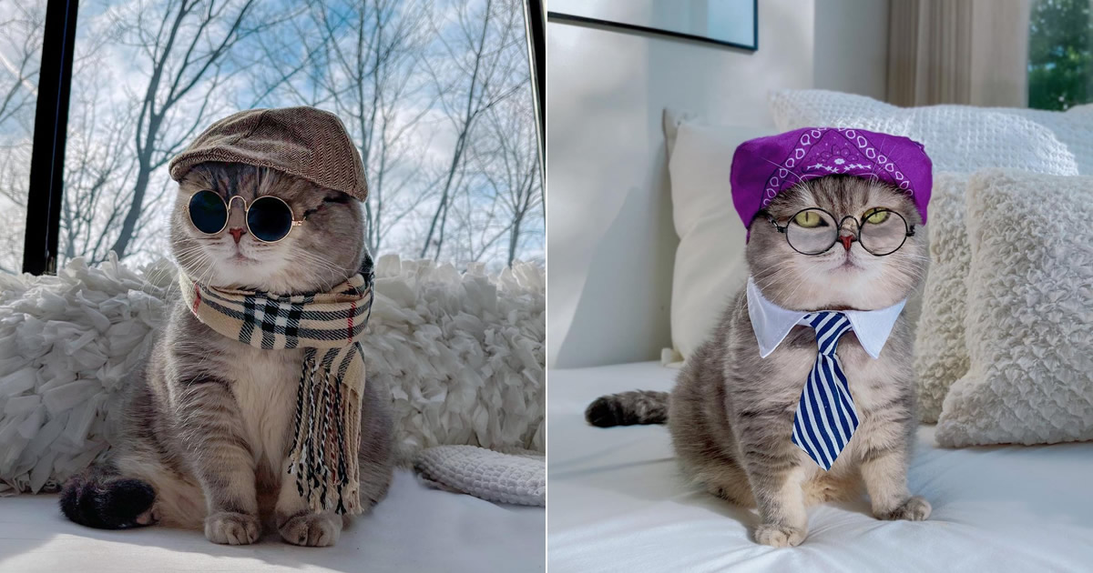 O gatinho abandonado que virou influencer de moda após ganhar um lar 88