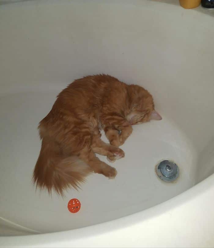 O que há de errado com seu gato? 9 O que há de errado com seu gato? 9