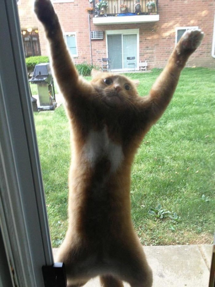 O que há de errado com seu gato? 10 O que há de errado com seu gato? 10