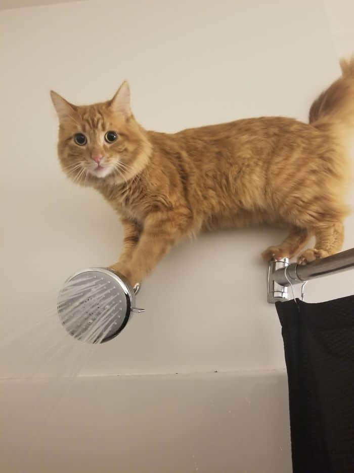 O que há de errado com seu gato? 17 O que há de errado com seu gato? 17