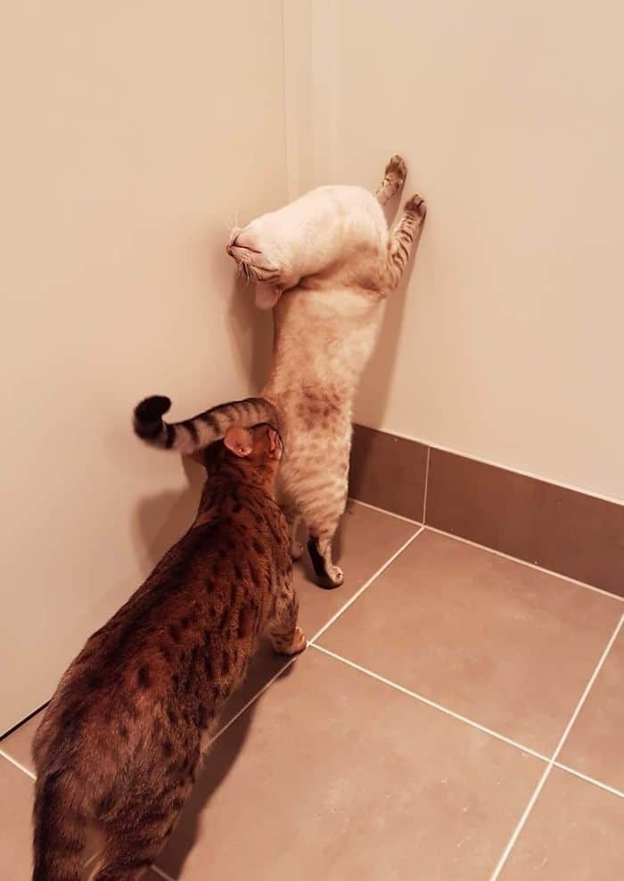 O que há de errado com seu gato? 19 O que há de errado com seu gato? 19
