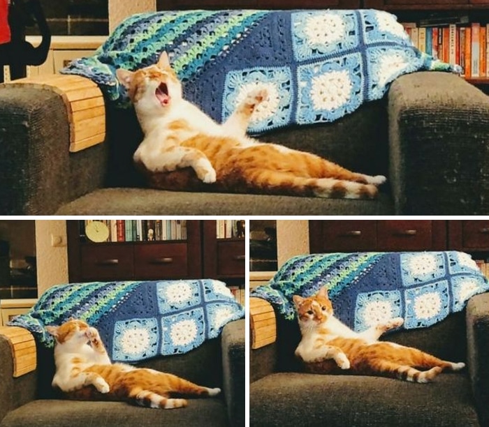 O que há de errado com seu gato? 20 O que há de errado com seu gato? 20