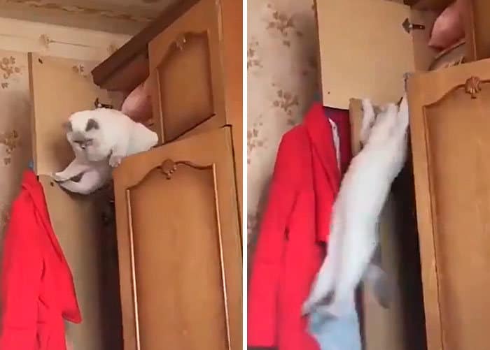 O que há de errado com seu gato? 24 O que há de errado com seu gato? 24