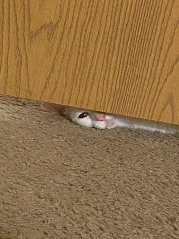 O que há de errado com seu gato? 26 O que há de errado com seu gato? 26
