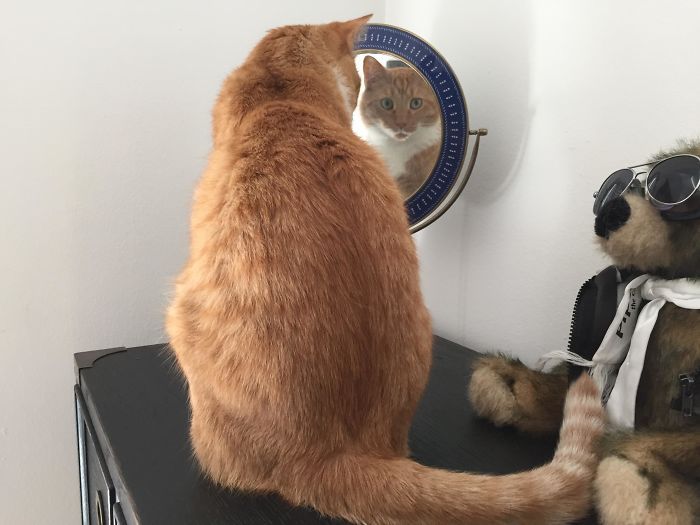 O que há de errado com seu gato? 27 O que há de errado com seu gato? 27