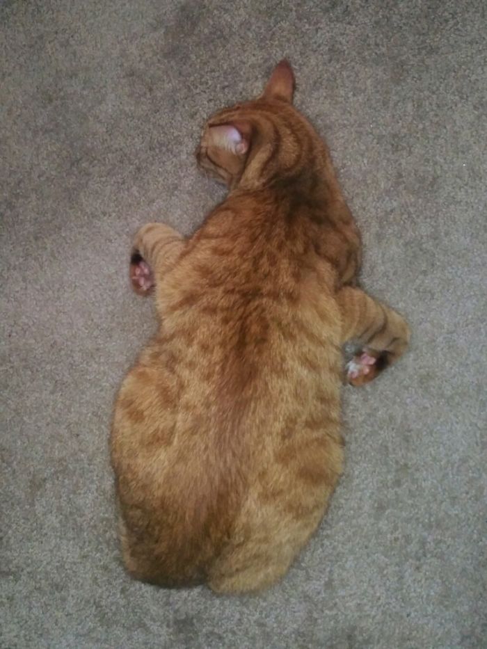 O que há de errado com seu gato? 31 O que há de errado com seu gato? 31