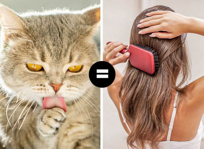 Por que a língua do gato é áspera? 2