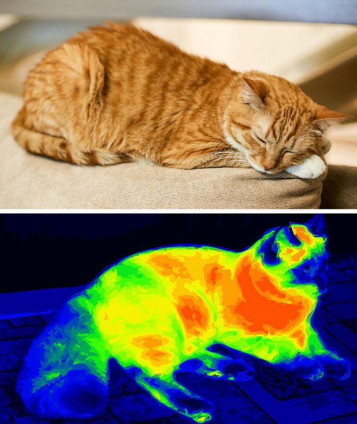 Por que a língua do gato é áspera? 3