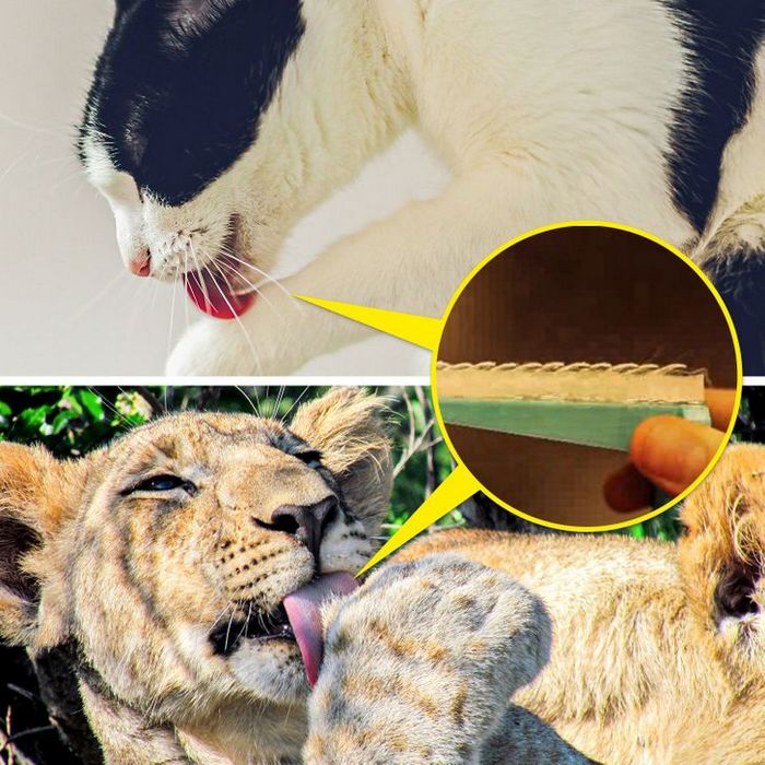 Por que a língua do gato é áspera? 5