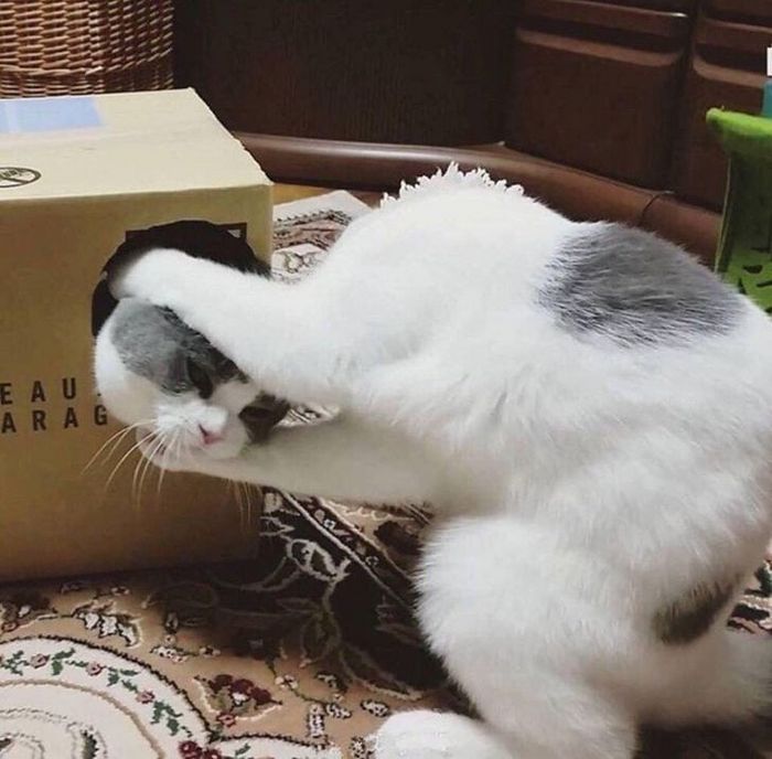 20 fotos que provam que o momento certo podem criar uma obra-prima 5