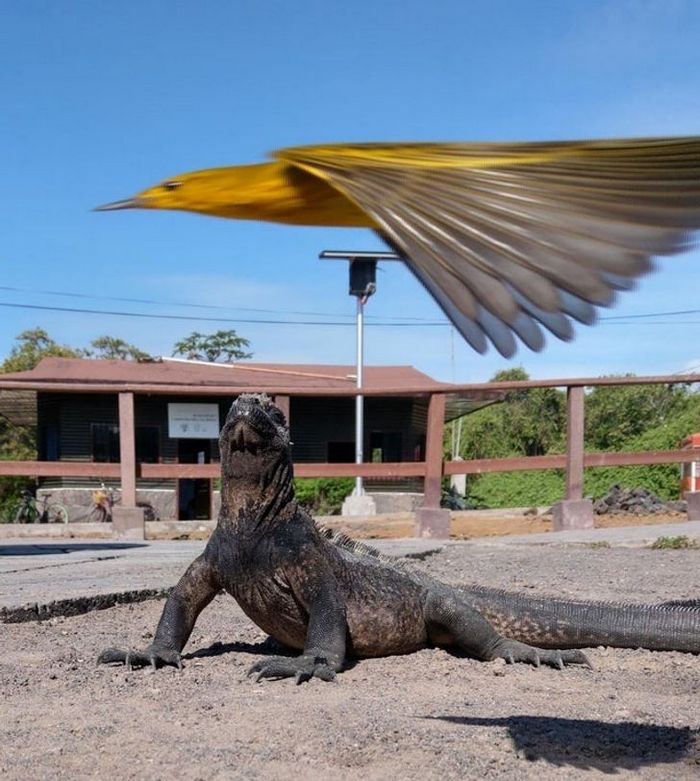 20 fotos que provam que o momento certo podem criar uma obra-prima 20