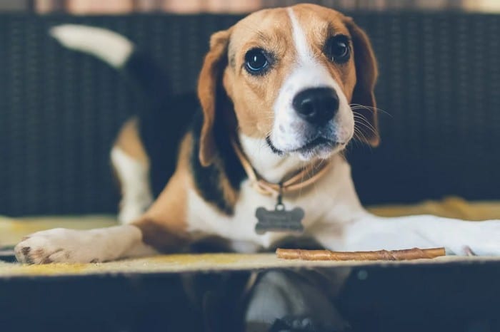 A ciência comprova que os cachorros conseguem entender emoções de seus donos 5