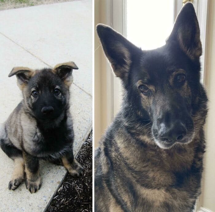 40 adoráveis ​​cães antes e depois de crescer 1