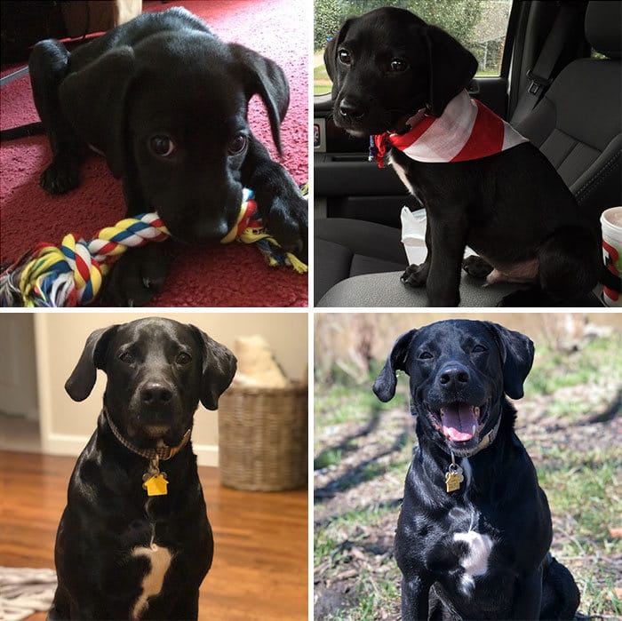 40 adoráveis ​​cães antes e depois de crescer 3