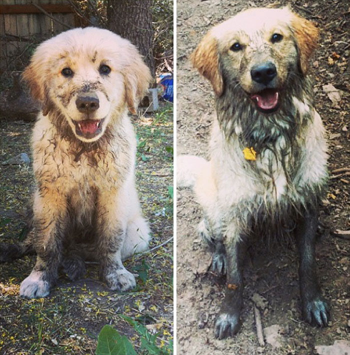 40 adoráveis ​​cães antes e depois de crescer 6