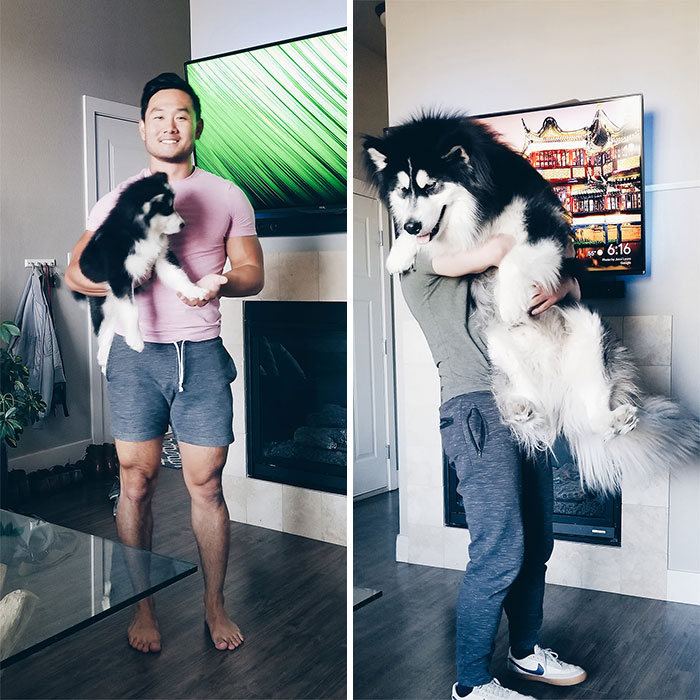 40 adoráveis ​​cães antes e depois de crescer 6
