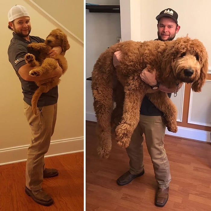 40 adoráveis ​​cães antes e depois de crescer 7
