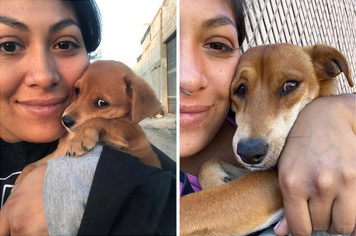 40 adoráveis ​​cães antes e depois de crescer 8