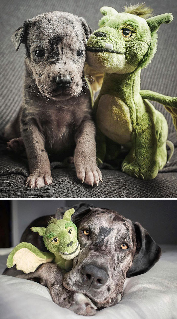 40 adoráveis ​​cães antes e depois de crescer 19