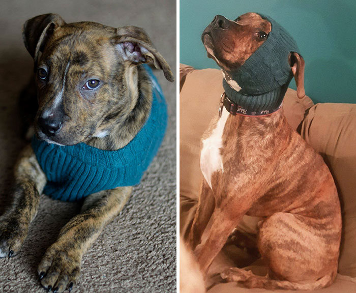 40 adoráveis ​​cães antes e depois de crescer 22