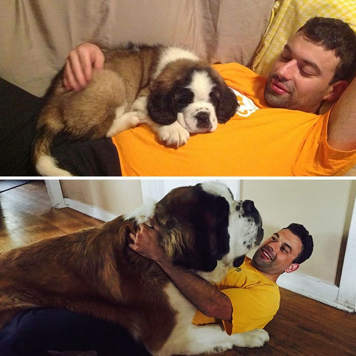 40 adoráveis ​​cães antes e depois de crescer 28