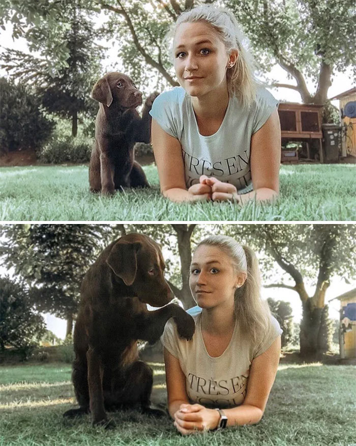 40 adoráveis ​​cães antes e depois de crescer 31
