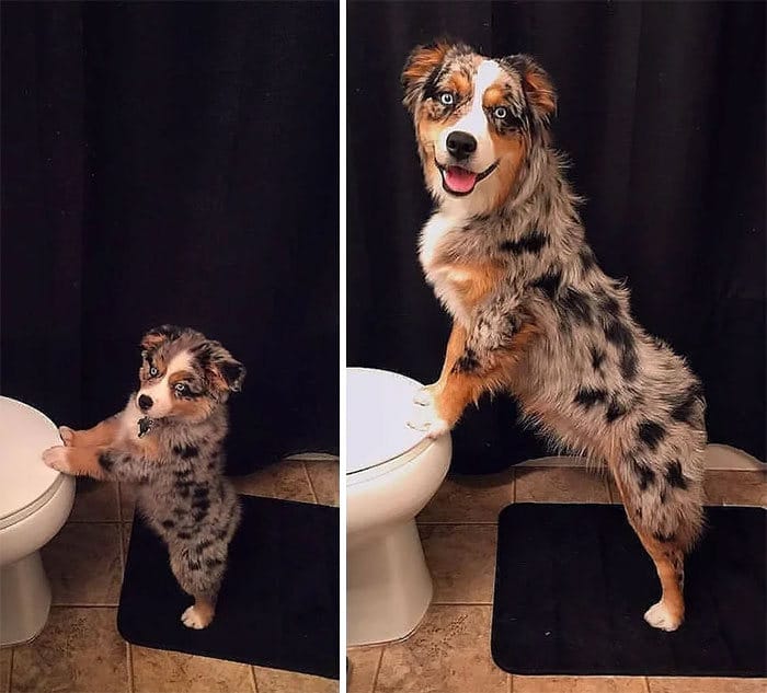 40 adoráveis ​​cães antes e depois de crescer 33