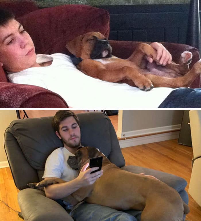 40 adoráveis ​​cães antes e depois de crescer 37