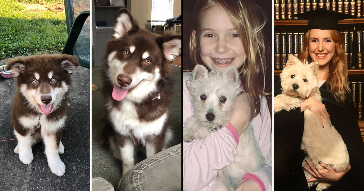 40 adoráveis cães antes e depois de crescer