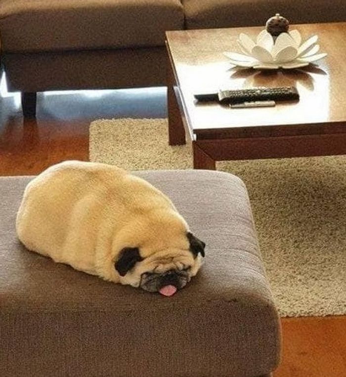 23 animais que não têm ideia de como são adoravelmente bocó 1