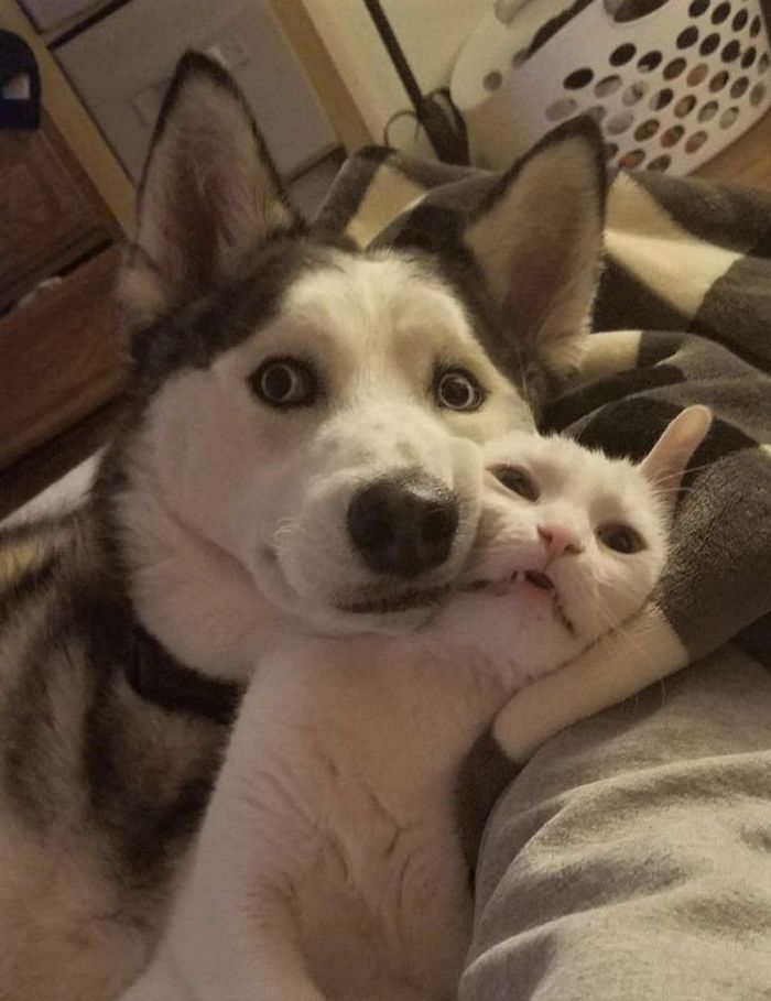 23 animais que não têm ideia de como são adoravelmente bocó 2