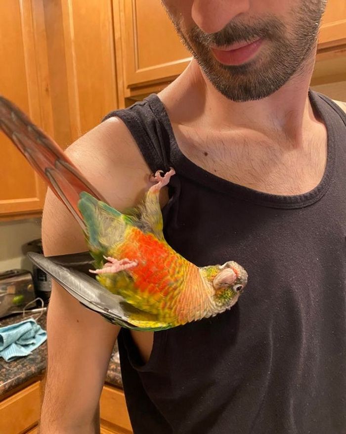 23 animais que não têm ideia de como são adoravelmente bocó 6