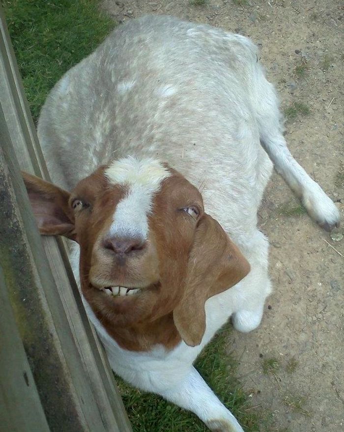 23 animais que não têm ideia de como são adoravelmente bocó 7