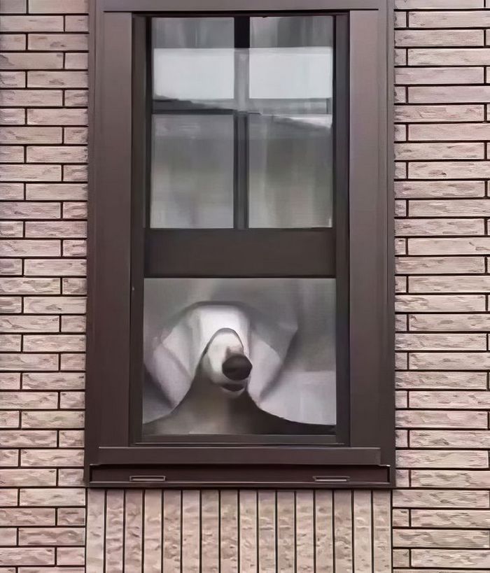 23 animais que não têm ideia de como são adoravelmente bocó 8